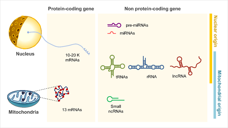 ׸ 1. ټ    ٸ RNA source. (nucleus) ܵ帮(mitochondria)  DNA ϰ ִ ڷκ ܹ ռ(from protein-coding gene) Ӹ ƴ϶ پ  ȣȭ RNA(from non protein-coding gene) Ѵ.