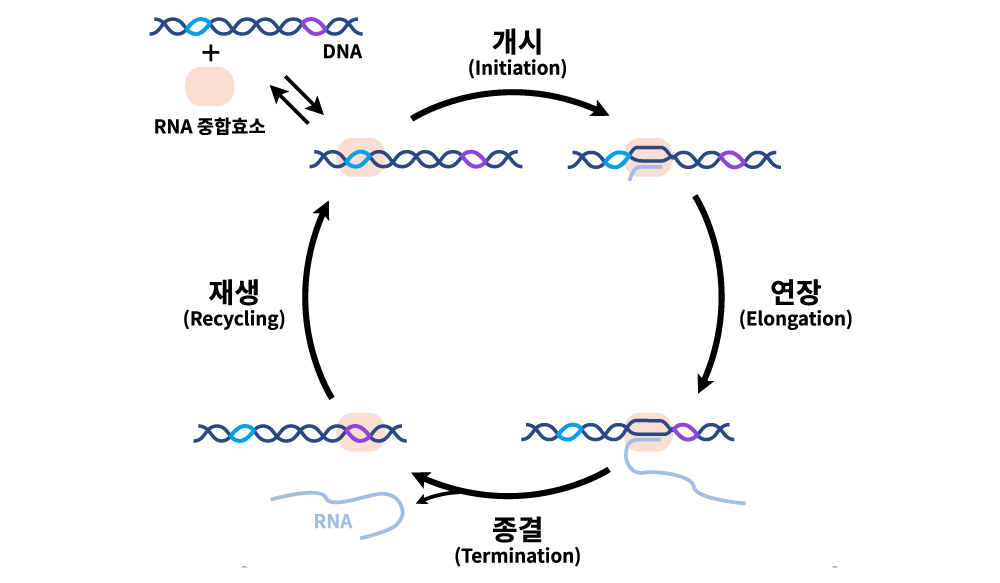 ׸ 3.    ܰ. , ,  ܰ迡 ̾ ׹°  ܰ谡 ߰ ߰ߵǾ.  ῡ 繰 RNA Ǵ  ܰ Ŀ RNA ȿҰ DNA Ƽ  ä 1 ̵ϴ  ܰ谡 ѵ ӵȴ.